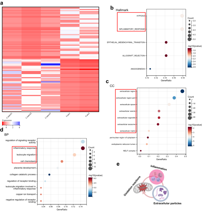 Mechanical overload-induced release of extracellular mitochondrial particles from tendon cells leads to inflammation in tendinopathy