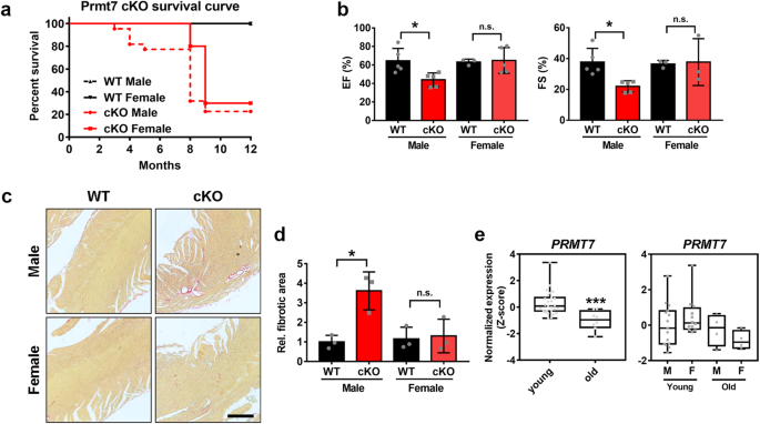 Prmt7 regulates the JAK/STAT/Socs3 signaling pathway in postmenopausal cardiomyopathy