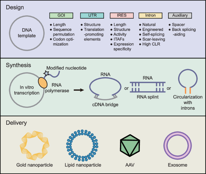 Optimal design of synthetic circular rnas