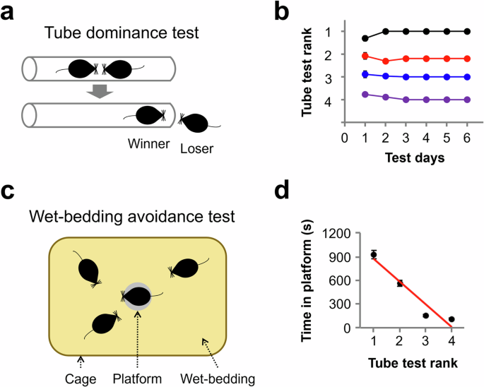 Mesocorticolimbic circuit mechanisms of social dominance behavior