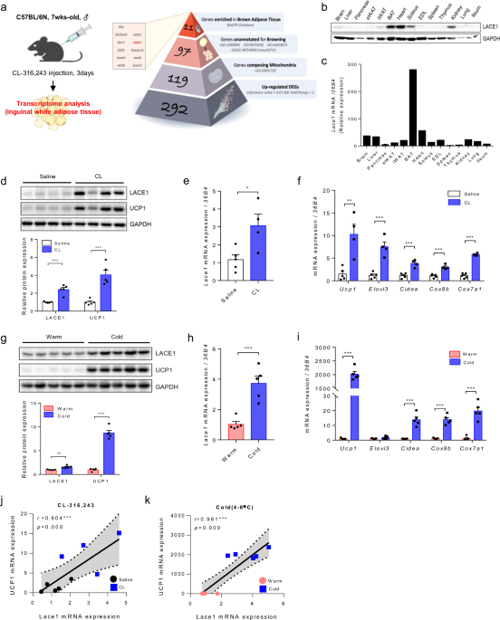 Lactate utilization in lace1 knockout mice promotes browning of inguinal white adipose tissue