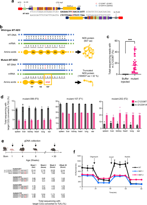 Comprehensive phenotypic assessment of nonsense mutations in mitochondrial nd5 in mice