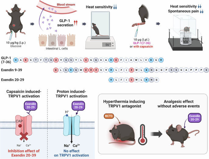 Glp-1 and its derived peptides mediate pain relief through direct trpv1 inhibition without affecting thermoregulation
