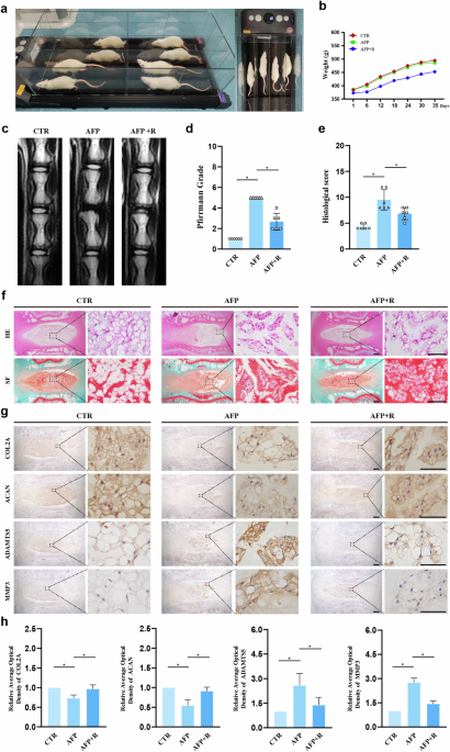 The muscle–intervertebral disc interaction mediated by l-baiba modulates extracellular matrix homeostasis and panoptosis in nucleus pulposus cells