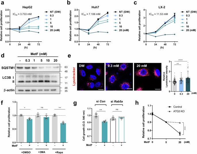 The anticancer effect of metformin targets VDAC1 via ER-mitochondria ...