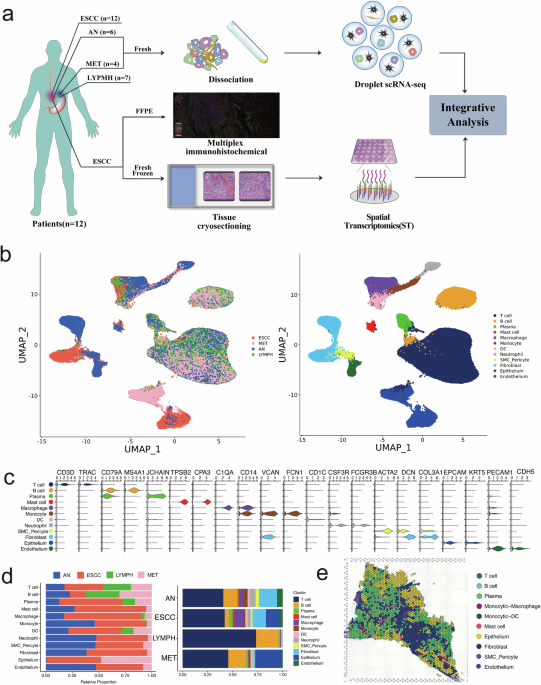 Single-cell RNA sequencing and spatial transcriptomics of esophageal ...