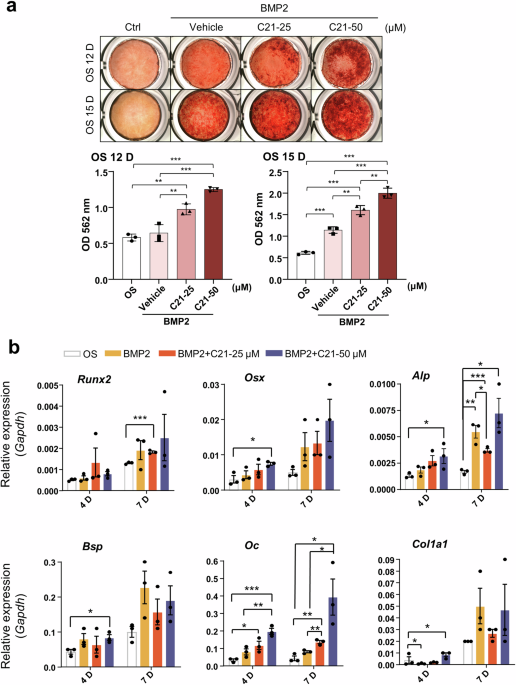 The guanine nucleotide exchange factor DOCK5 negatively regulates ...