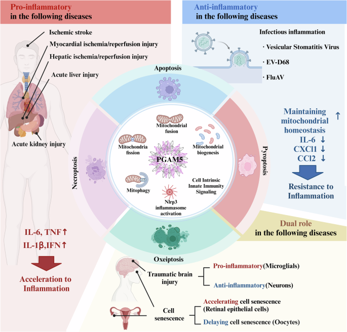is glutathione harmful to kidney Vitamin C and supplementation: a review of their additive effects on exercise performance is glutathione safe for kidney