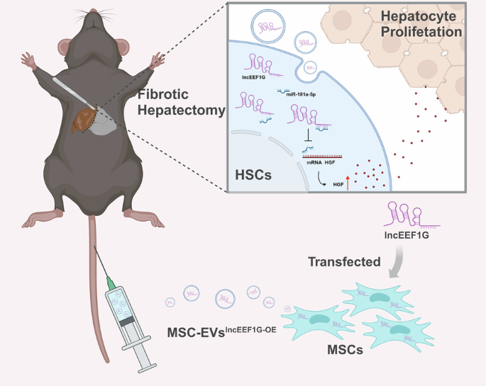 Engineered EVs from LncEEF1G - overexpressing MSCs promote fibrotic ...