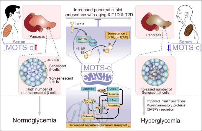 can you take mots c and semaglutide together Mitochondrial-encoded peptide MOTS-c prevents pancreatic islet cell  senescence to delay diabetes