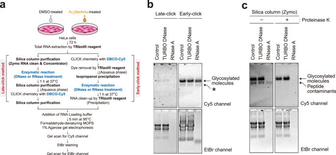 RNA-associated glycoconjugates highlight potential ambiguities in glycoRNA analysis