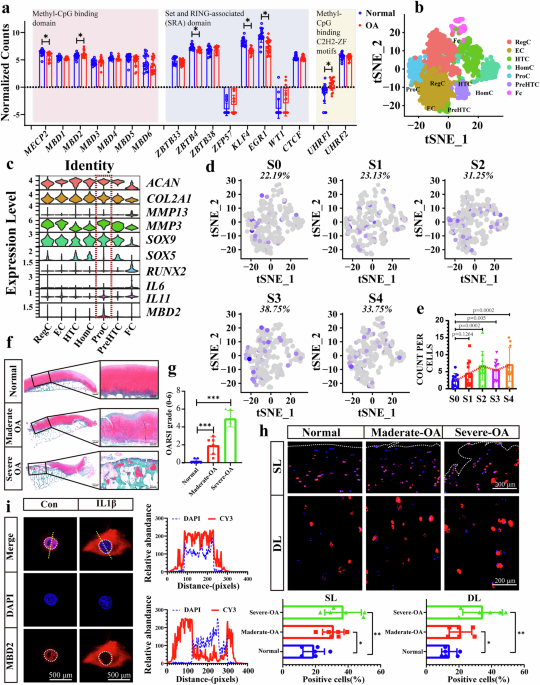 is glutathione good for osteoarthritis Methyl-CpG-binding domain 2 mitigates osteoarthritis through Steap3  promoter methylation and chondrocyte ferroptosis regulation