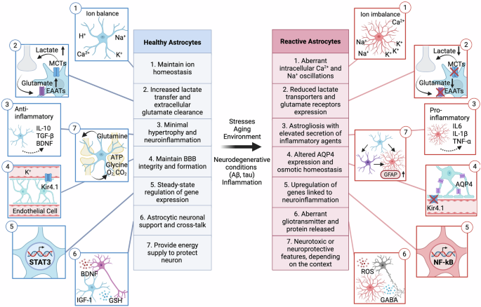 better than glutathione reviews The rise of astrocytes: are they guardians or troublemakers of the brain  disorder?
