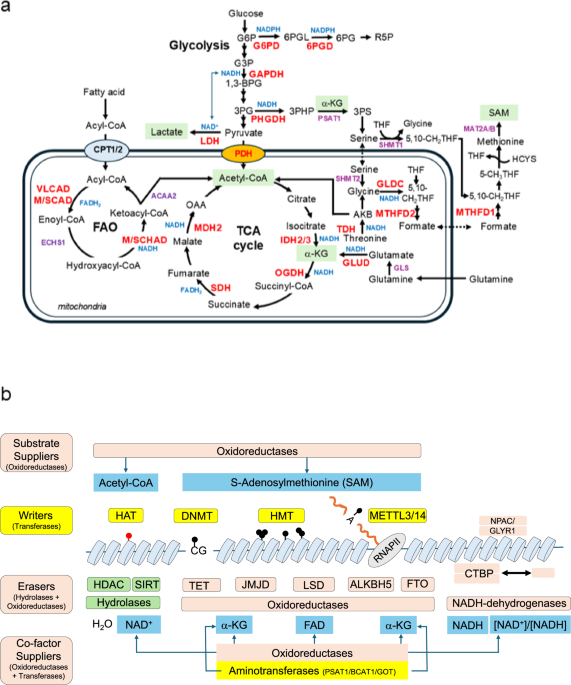 Metabolic oxidoreductases: central regulators of the epigenetic landscapes  in stemness | Experimental & Molecular Medicine