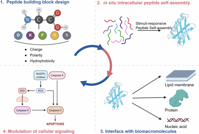 Biomimetic peptide self-assembly: interfacing with biomacromolecules to regulate cellular signaling