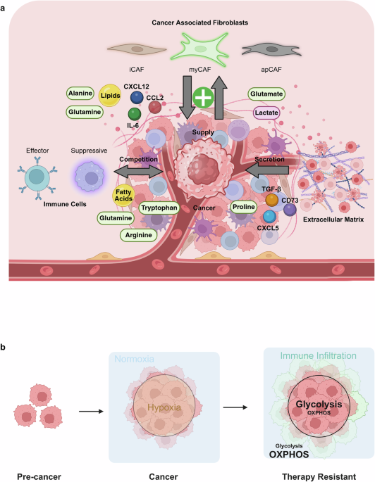 Metabolic networks in the tumor microenvironment: roles of amino acid and  lipid metabolism pathways in cancer progression and therapy | Experimental  & Molecular Medicine