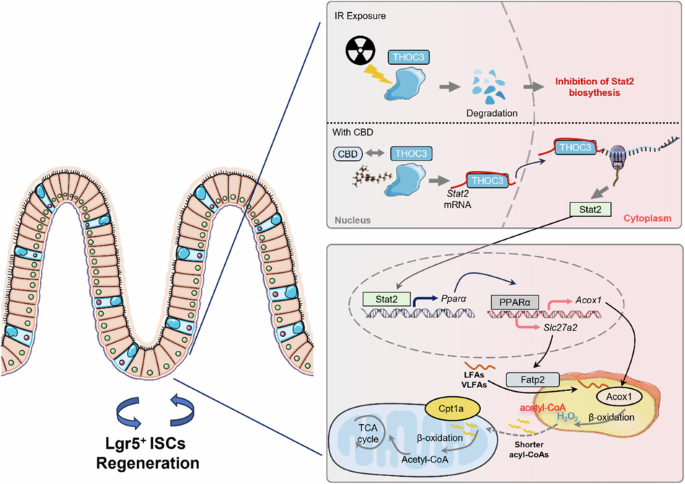 what is the role of l carnitine Role of L-carnitine in Cardiovascular Health: Literature Review
