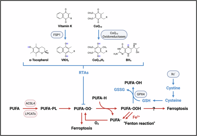 does coq10 increase glutathione CoQ10 oxidoreductases in ferroptosis and cancer: redox regulation and  therapeutic opportunities