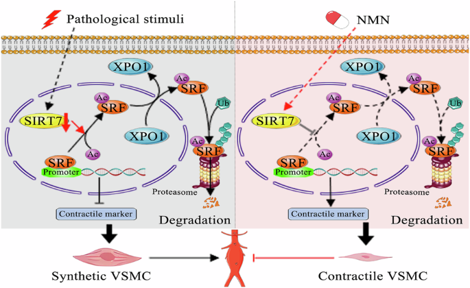 glutathione s transferases and insect resistance to insecticides Grad Research Style:Super Tea Tree 100 Mask Disulfiram for Lyme Disease skin moisturizer