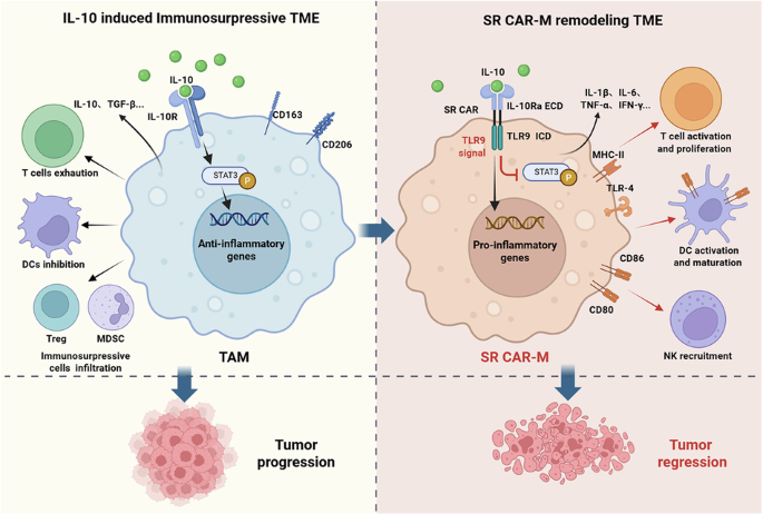 Engineered macrophages with IL-10-TLR9 signal switch receptors for reprogramming tumor microenvironment and enhancing antitumor immunity - Experimental &amp; Molecular Medicine