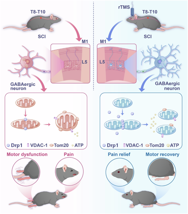 Drp1 in M1 layer V GABAergic neurons orchestrates rTMS-mediated motor restoration and analgesia after spinal cord injury