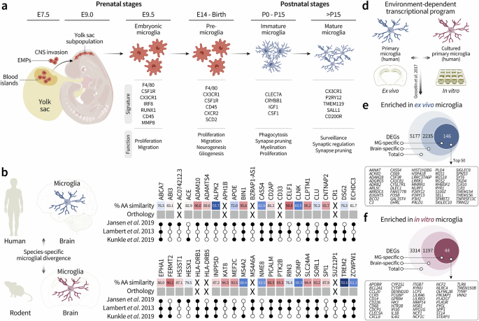 Translational modelling of human microglia from cultures to chimeras