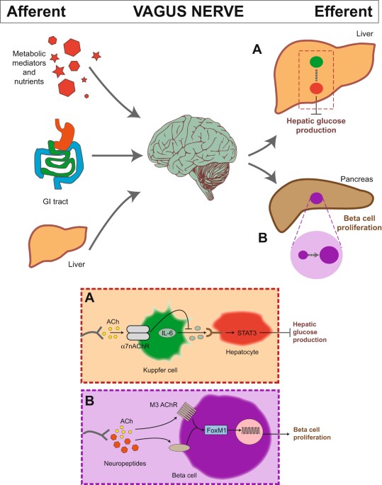 The vagus neurometabolic interface and clinical disease