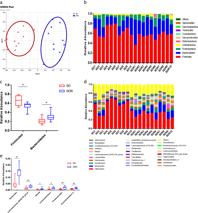 Resveratrol-induced gut microbiota reduces obesity in high-fat diet-fed mice