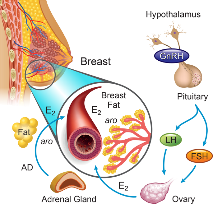 Early breast development in overweight girls: does estrogen made by adipose  tissue play a role?
