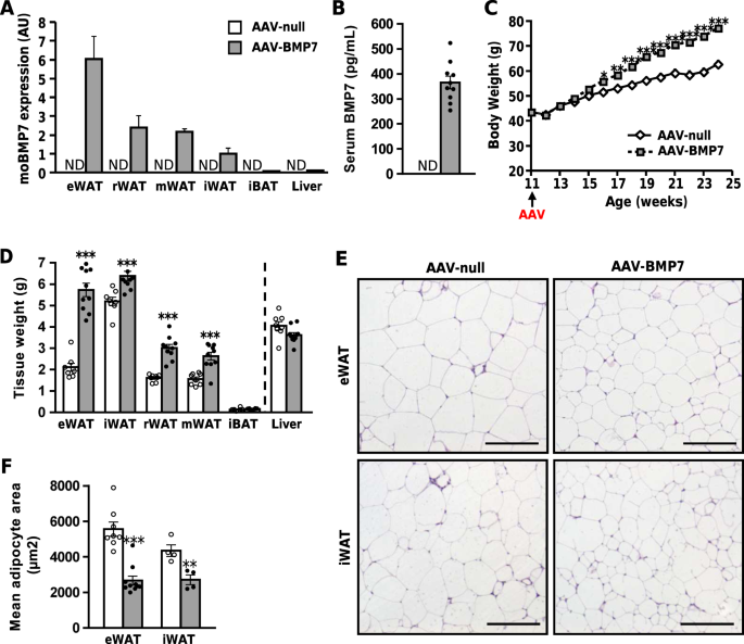 Bmp7 Overexpression In Adipose Tissue Induces White Adipogenesis And Improves Insulin Sensitivity In Ob Ob Mice International Journal Of Obesity Bmp7 Overexpression In Adipose Tissue Induces White Adipogenesis And Improves Insulin Sensitivity In Ob Ob Mice International Journal Of Obesity