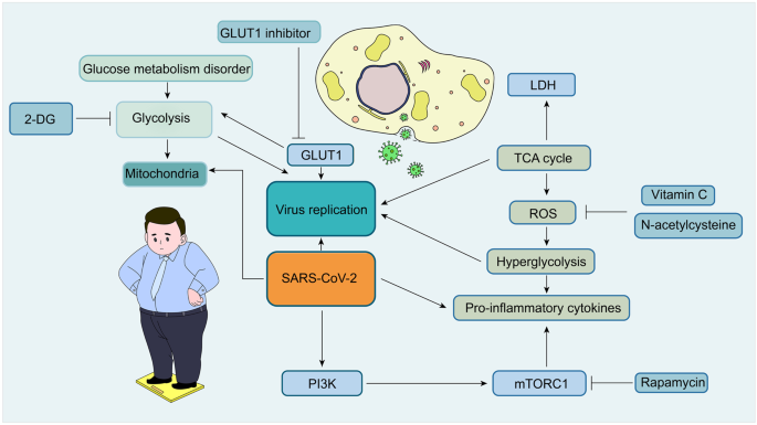 Targeting glucose metabolism for treatment of COVID-19