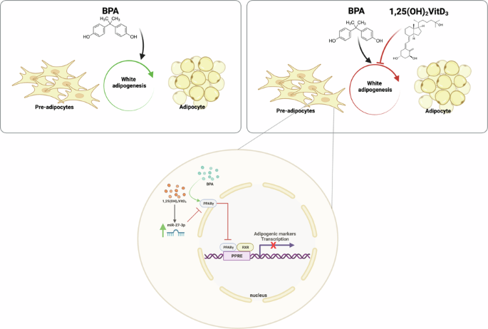 aod9604 inhibits lipogenesis adipocytes De Novo Lipogenesis as a Source of Second Messengers in Adipocytes |  Current Diabetes Reports