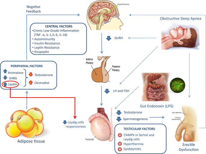 How Much Does Obesity Affect The Male Reproductive Function International Journal Of Obesity Supplements