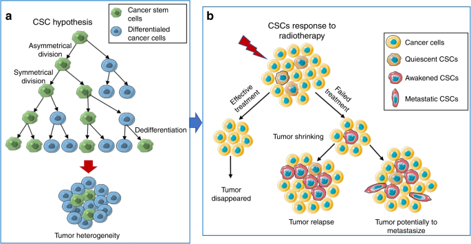 Radiotherapy Targeting Cancer Stem Cells Awakens Them To Induce Tumour Relapse And Metastasis In Oral Cancer International Journal Of Oral Science Radiotherapy Targeting Cancer Stem Cells Awakens Them To Induce Tumour Relapse And Metastasis In Oral Cancer International Journal Of Oral Science
