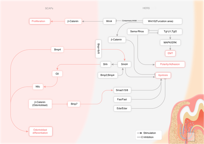 Mesenchymal condensation in tooth development and regeneration: a