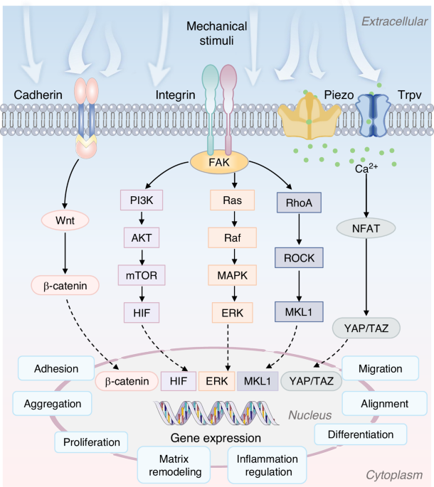 Mechanobiology of orofacial tissues: ideas, mechanisms, and therapeutic functions