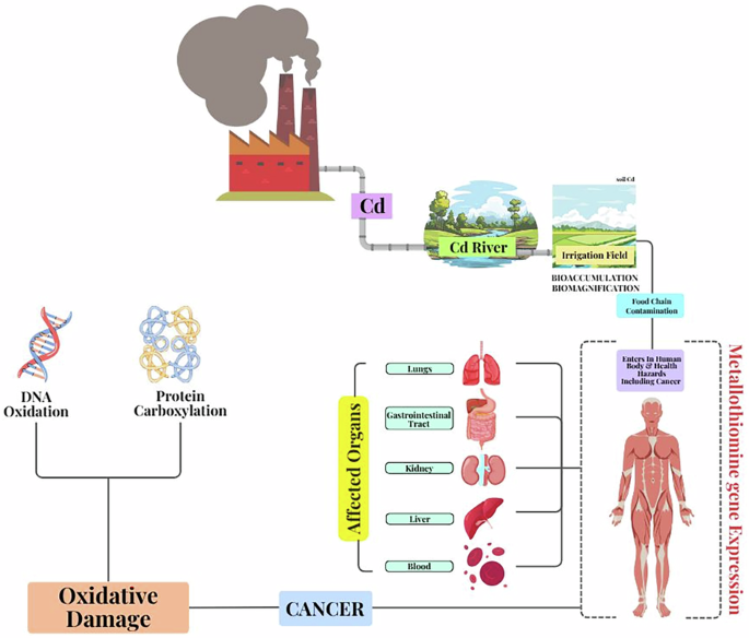 can glutathione cure autism Evidence of oxidative damage and inflammation associated with low  glutathione redox status in the autism brain