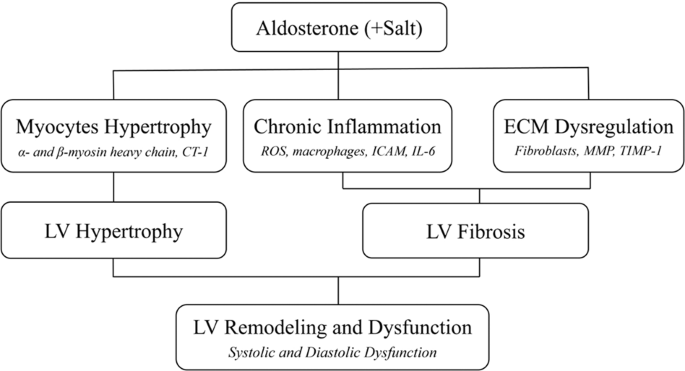 Left ventricular remodeling and dysfunction in primary aldosteronism