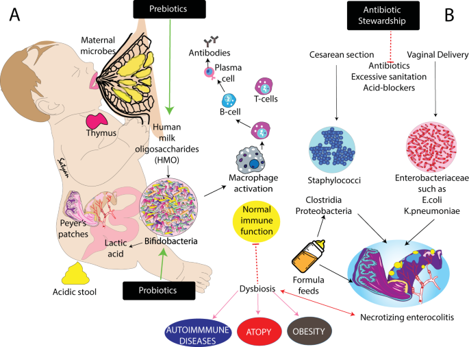 Locul probioticelor şi sinbioticelor în diareea asociată tratamentului cu antibiotice
