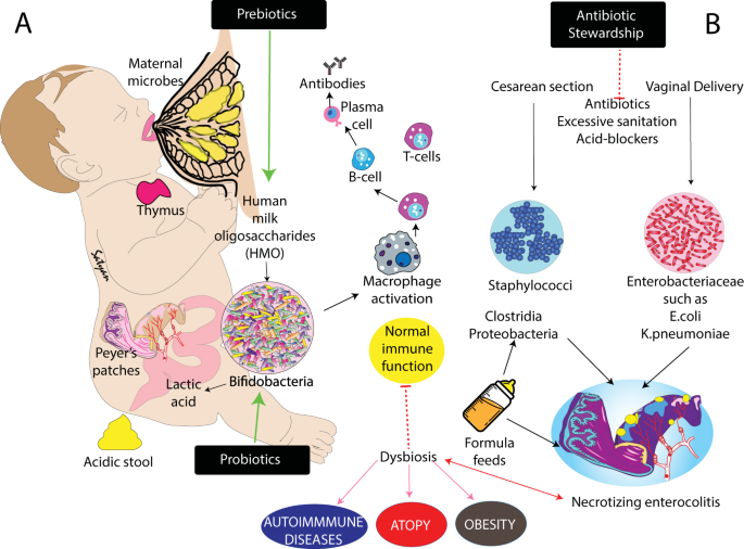 dysbiosis és tarm)