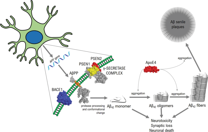 The Amyloid Cascade And Alzheimer S Disease Therapeutics Theory Versus Observation Laboratory Investigation