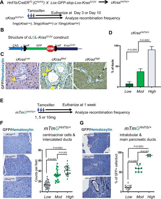 Kras Mutation Rate Precisely Orchestrates Ductal Derived Pancreatic Intraepithelial Neoplasia And Pancreatic Cancer Laboratory Investigation