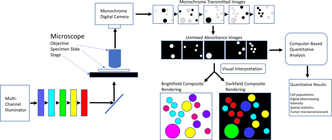 Brightfield Multiplex Immunohistochemistry With Multispectral Imaging Laboratory Investigation Brightfield Multiplex Immunohistochemistry With Multispectral Imaging Laboratory Investigation