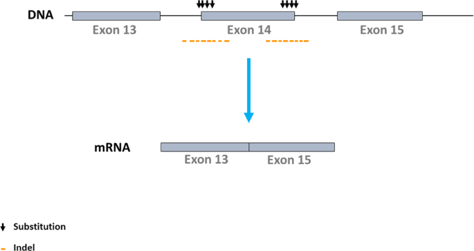 An Improved Assay For Detection Of Theranostic Gene Translocations And Met Exon 14 Skipping In Thoracic Oncology Laboratory Investigation