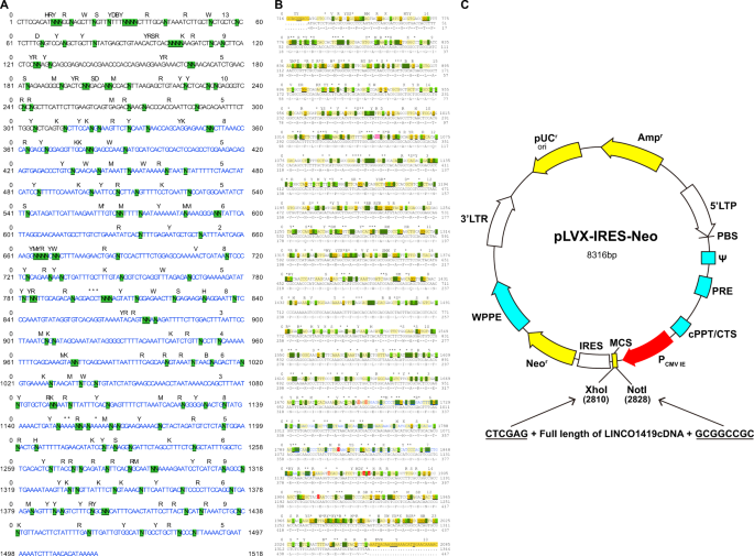 Linc01419 Mediated Epigenetic Silencing Of Zic1 Promotes Metastasis In Hepatocellular Carcinoma Through The Pi3k Akt Signaling Pathway Laboratory Investigation Linc01419 Mediated Epigenetic Silencing, B Jorgensen Co Cabinets Reviews
