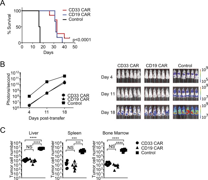 Pi3k orchestration of the in vivo persistence of chimeric antigen receptor-modified t cells