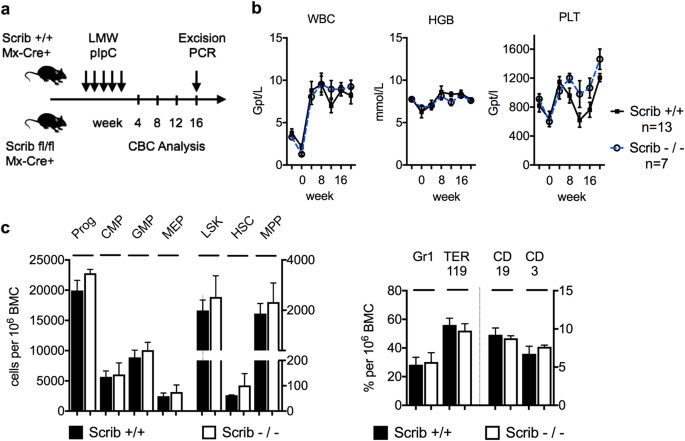 The Cell Fate Determinant Scribble Is Required For Maintenance Of