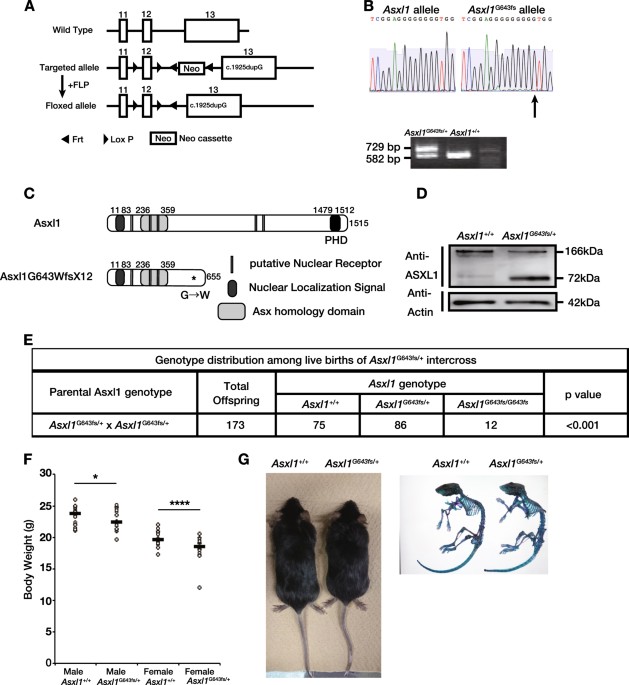 Modeling Asxl1 Mutation Revealed Impaired Hematopoiesis Caused By Derepression Of P16ink4a Through Aberrant Prc1 Mediated Histone Modification Leukemia Modeling Asxl1 Mutation Revealed Impaired Hematopoiesis Caused By Derepression Of P16ink4a Through Aberrant Prc1 Mediated Histone Modification Leukemia
