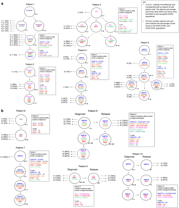 Single Cell Analysis Of Clonal Architecture In Acute Myeloid Leukaemia Leukemia Single Cell Analysis Of Clonal Architecture In Acute Myeloid Leukaemia Leukemia