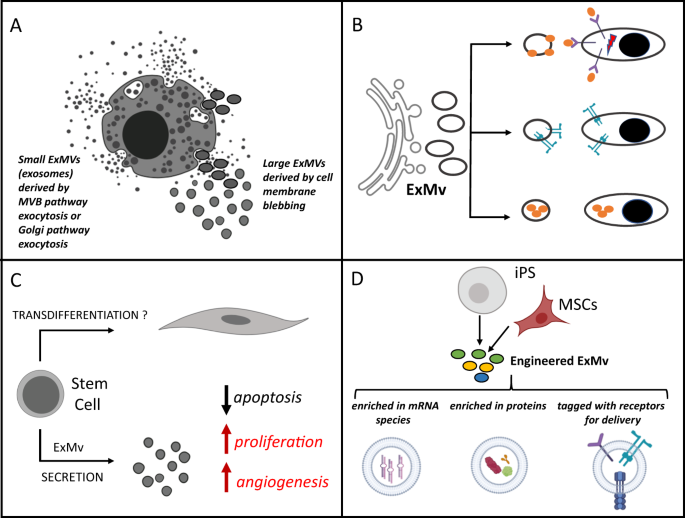 Extracellular microvesicles/exosomes: discovery, disbelief, acceptance, and  the future? | Leukemia